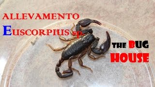 Allevamento Euscorpius sp Scorpione italiano [upl. by Mrots]