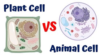 How plant cells are different from animal cells  Plant Cell vs Animal Cell [upl. by Iver]