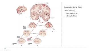 OSSM Neuro Chapter 14  The Descending Spinal Tracts [upl. by Burgener]