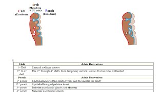 USMLE ACE Video 196 Adult Derivatives of Branchial Clefts Arches and Pouches [upl. by Ativak224]