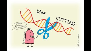 Restriction Enzymes endonucleases digestion [upl. by Ardnuhsal]