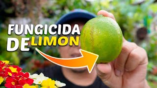 FUNGICIDA de CASCARA del LIMON para Eliminar Plagas y HONGOS EN NUESTRAS PLANTAS  Fungicida Casero [upl. by Atinoj875]