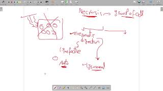 Revision on necrosis amp apoptosis [upl. by Cairistiona517]