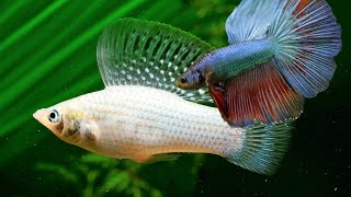 Do Bettas and Mollies Make Good Tankmates Can Betta and Molly fish live together share the same tank [upl. by Nnaycart]