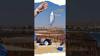 NATO Limanı  Tekirdağ Balık Avı  popülasyon çok fazla fishing surfcasting balıkavı fish fyp [upl. by Genna]