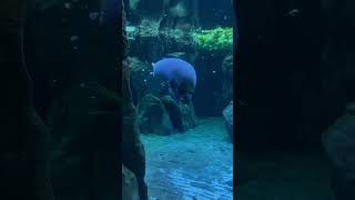 Manatee manatee chill eating animal happy nature lofihiphop music lofi [upl. by Ardnahcal]