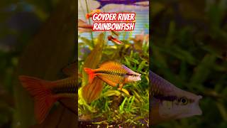 AMAZING Goyder River Rainbowfish in Planted Tank [upl. by Homovec]