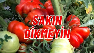 DOMATES YANINA KESİNLİKLE DİKMEYİN I kardeşbitkisistemi [upl. by Solracsiul499]