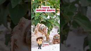 Fakta burung hantu shorts kakavava526 [upl. by Anilah]