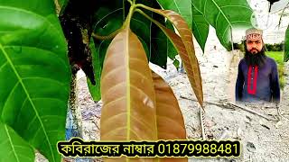 গ্যাস্ট্রিক ভালো হয় 100 পরীক্ষিত  কবিরাজ বাড়ি [upl. by Deth834]