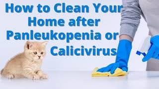 How to Clean Your House after Panleukopenia or Calicivirus [upl. by Shanney]