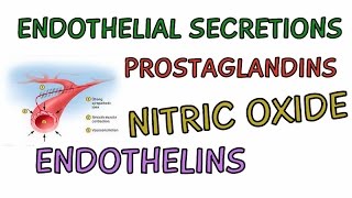 Endothelial Secretions for Cardiovascular Regulation  Prostaglandins  Nitric Oxide  Endothelins [upl. by Nnylannej]