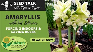 Seed Talk 15  Amaryllis  Forcing Indoors amp Saving Bulbs with Val Schirmer [upl. by Hopper390]