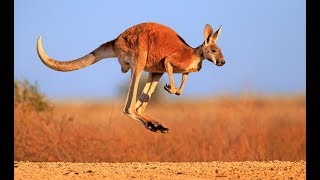 Kangaroo  Australian Kangaroos Documentary Kangaroo Life [upl. by Singer]