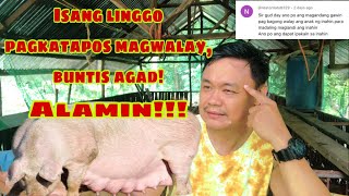 Paano mapadali ang pagbubuntis uli pagkatapos manganak ang inahing baboy  Ryan Patenio [upl. by Eibreh356]