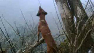 Redbone Coonhound training to hunt [upl. by Illek812]