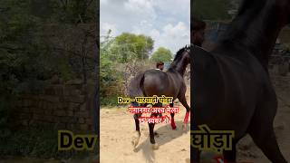 देव मारवाड़ी घोड़ा गंगानगर अश्व मेला 15 नवंबर से horselover [upl. by Uticas]