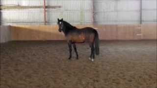 Der kleine LordBellini pony gelding  2012 for sale [upl. by Bubalo636]