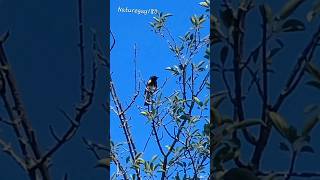 AMERICAN Redstart SINGING youtubeshorts nature warbler shorts video [upl. by Eenor]