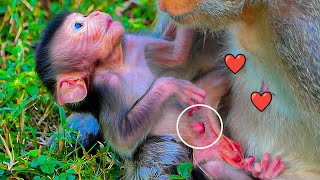 UpdateFinally The umbilical cord was cut out from mother Viola and newly baby monkey [upl. by Nilats353]