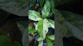 anthurium hokery sweta variegata  roselabunga [upl. by Yeniffit]