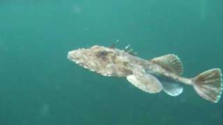 Freediving with Monkfish [upl. by Rip]