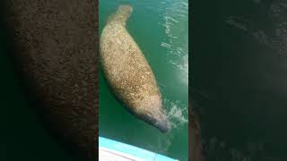 Manatee Surprise Lake [upl. by Plotkin]