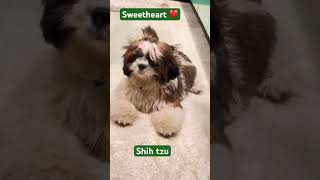 Shih tzu shihtzuyoutubeshortsshortsviralviralshortsuttrakhandi [upl. by Laehplar]