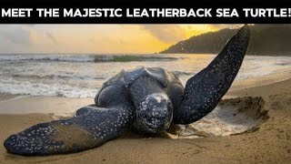 How Leatherback Sea Turtles Dominate the Deep A Journey into the Worlds Largest Reptile [upl. by Ahsurej]