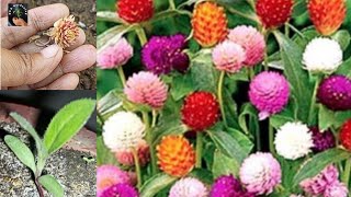 Gomphrena Flower Plant Seeds Germination  Gomphrena Globosa Globe Amaranth Cutting Planting [upl. by Yrolg]