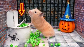 🎃Hamster Escapes Halloween Maze🎃 [upl. by Greenquist]