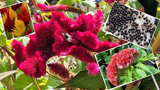 quotvelvety brainsquot How to save coxcombcelosia seeds [upl. by Alvan]