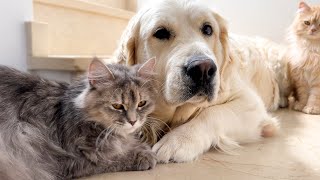 Golden Retrievers and Cats Became Best Friends [upl. by Ellivro]