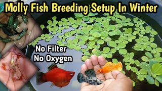 How to Make Molly Fish Breeding Setup In Winter 🥶🥶Molly Fish ka Breeding setup Kaise Banaye 🐟Guppy [upl. by Skardol]