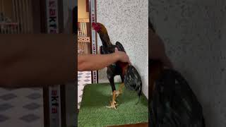 👍🏻😱💯dakan aseelmurga oshamo hurozlar shamo ayam murga ohshamo петух [upl. by Primrosa]