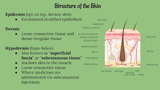 Integumentary System Lecture CHAPTER 5 [upl. by Stanleigh]