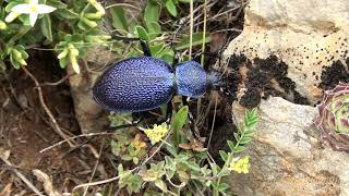 Salyangoz YiyenBüyük Mavi Yer BöceğiCarabus Procerus scabrosus [upl. by Siradal]