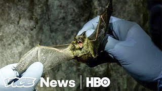 White Nose Syndrome Is Killing Millions Of Bats In The US HBO [upl. by Dez934]