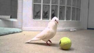 Dove plays with a ball [upl. by Fern]