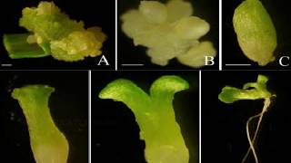 BASIC TECHNIQUES OF PLANT TISSUE CULTURE [upl. by Natsuj]