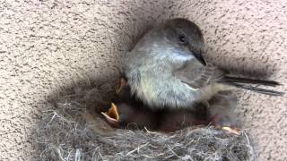 Says Phoebe Bird Nest and Chicks [upl. by Alton]