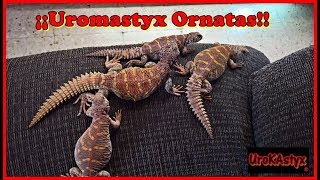 Uromastyx Ornatas jovenes [upl. by Wake]