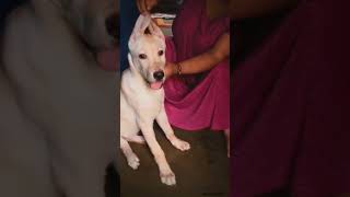 Photogenic face😂📸 dog trending vuralvideo funny kidstvsongs snoopdogg shorts viralhog [upl. by Mart497]