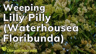 How to Grow a Weeping Lilly Pilly Waterhousea Floribunda [upl. by Nylirehc]