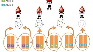 SVT  cours  Les allèles [upl. by Kimitri]