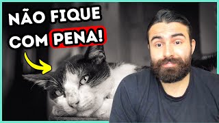 NÃO TENHA DÓ de fazer ISSO com seu gato [upl. by Ahtibbat]