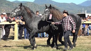 Expozitie cu cai de frumusete Baia Mare Maramures 6 oct 2018 [upl. by Felty]