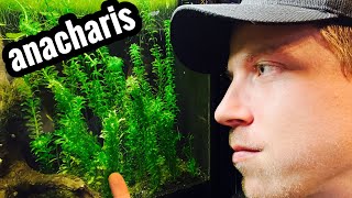 Anacharis Plant Care  Beginner Guide [upl. by Atteuqcaj]