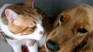 犬「出たいよ」猫「駄目！バシッ」一緒にキャリーの中で The dog is submissive to the cat [upl. by Cato]