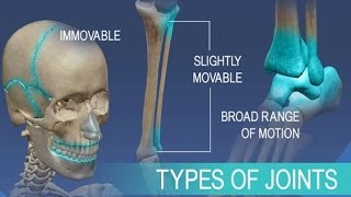 Anatomy and Physiology of Articulations Joints [upl. by Sherye755]